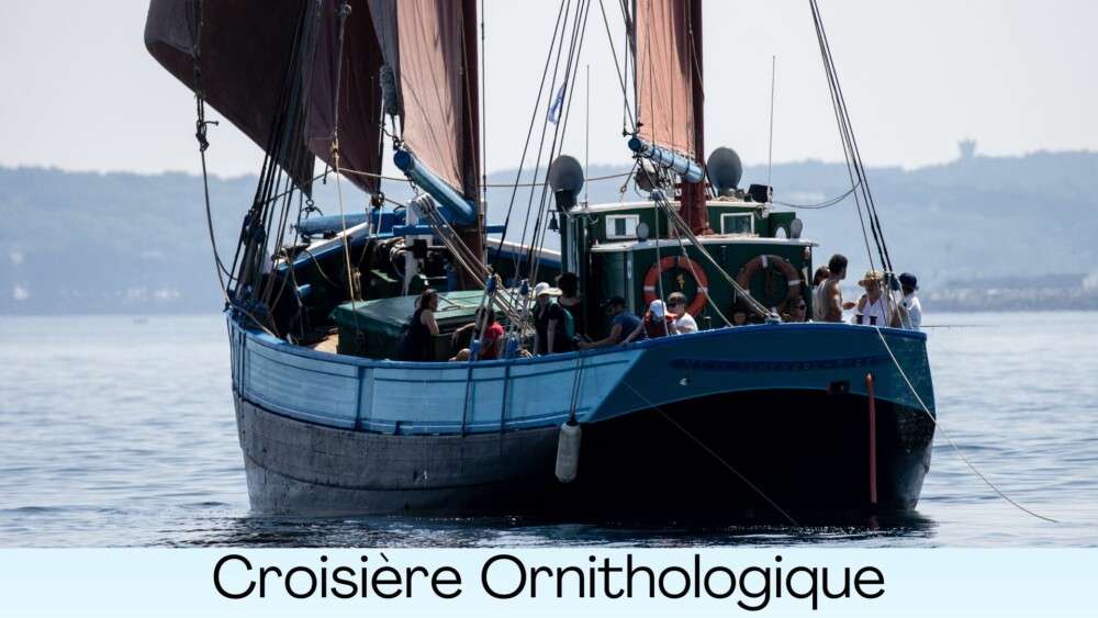 Croisière ornithologique